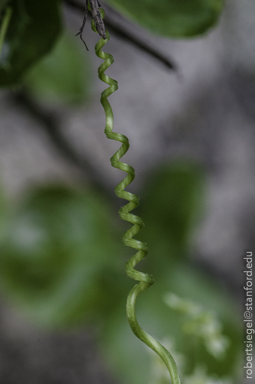 tendril